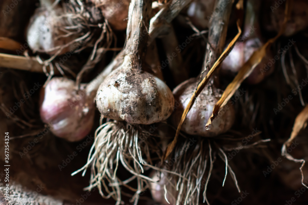 Just harvested organic garlic in the vintage wheelbarrow, vegetables in the rustic metal background on natural light, agriculture and healthy eating concept. Low key photo