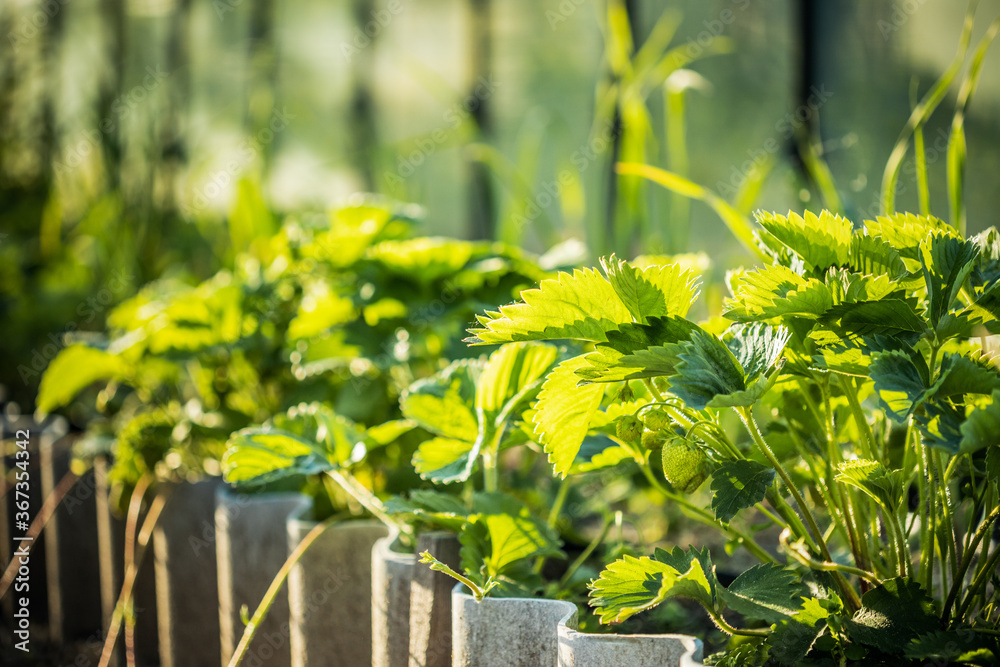 Obraz premium Green Unripe Fragaria Or Wild Strawberries Growing In Vegetable Garden. Organic Strawberry. Green Berry In Fruit Garden