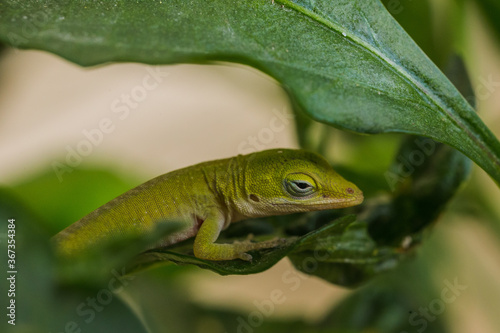 green lizard on a leaf © Delaney
