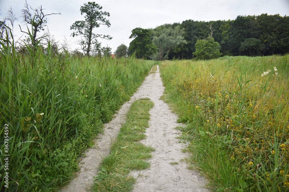 Sandy path through tall grass, in a field.