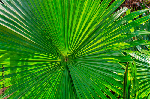 green saw palmetto  Serenoa repens  frond
