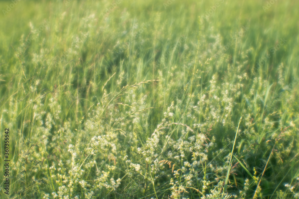 Blur. Summer green meadow with fluffy white flowers in the morning sun. Background