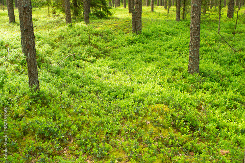 Fototapeta Naklejka Na Ścianę i Meble -  Close up of lingonberry shrub Vaccinium vitis idaea on the forest floor in deep wood in Belarus