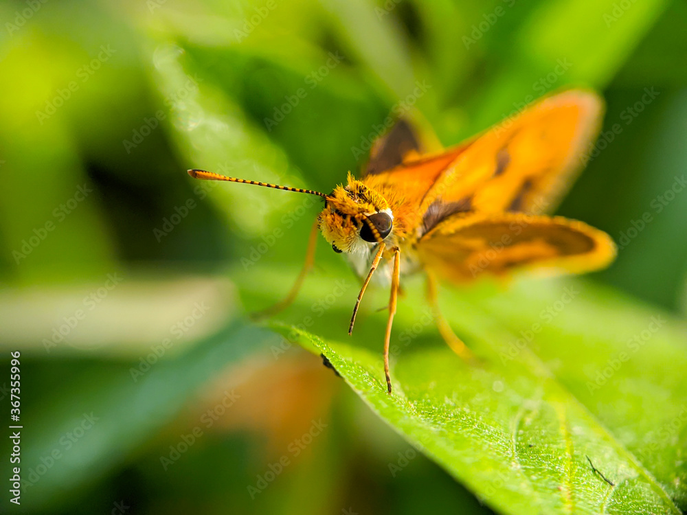 Large skipper macro (Ochlodes sylvanus) - Butterfly Large skipper macro (Ochlodes sylvanus) - Butterfly
