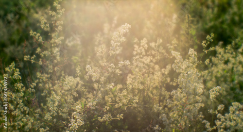 Summer meadow with fluffy white flowers in the flow of natural sunlight. Background