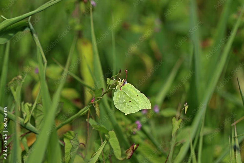 Männlicher Zitronenfalter (Gonepteryx rhamni). Männlicher Zitronenfalter (Gonepteryx rhamni).