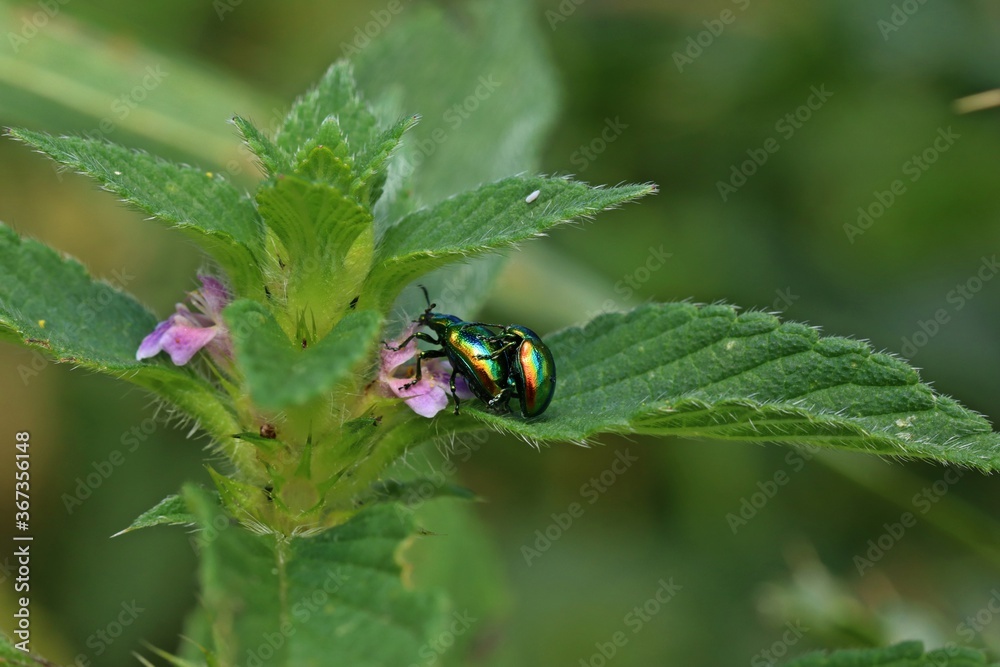 Paarung des Prächtigen Blattkäfers (Chrysolina fastuosa) an Hohlzahn. Paarung des Prächtigen Blattkäfers (Chrysolina fastuosa) an Hohlzahn.