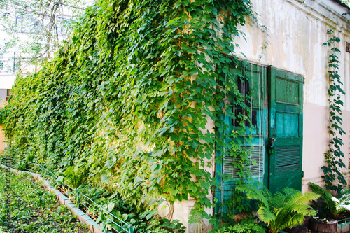 Ivy plant on the wall of a building photo