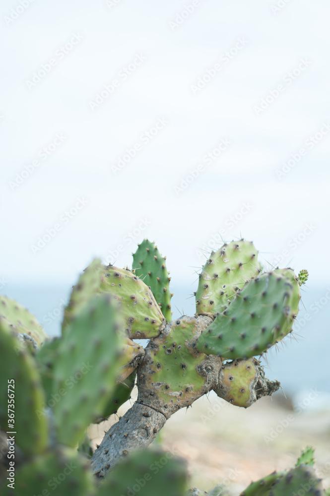 Cactus con el mar de fondo Cactus con el mar de fondo
