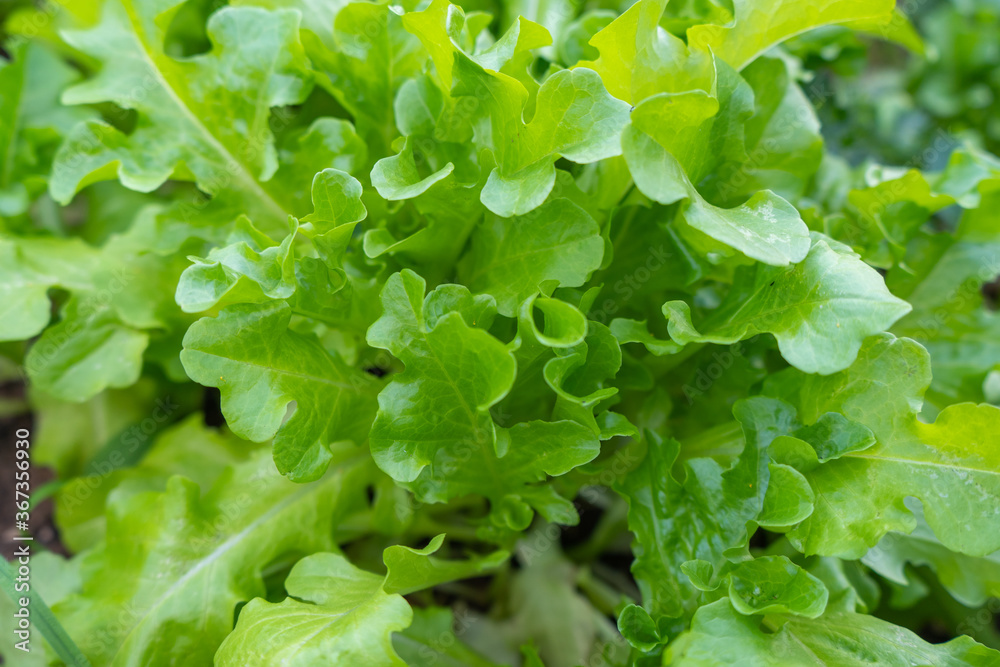 Green lettuce leaves in the garden Green lettuce leaves in the garden