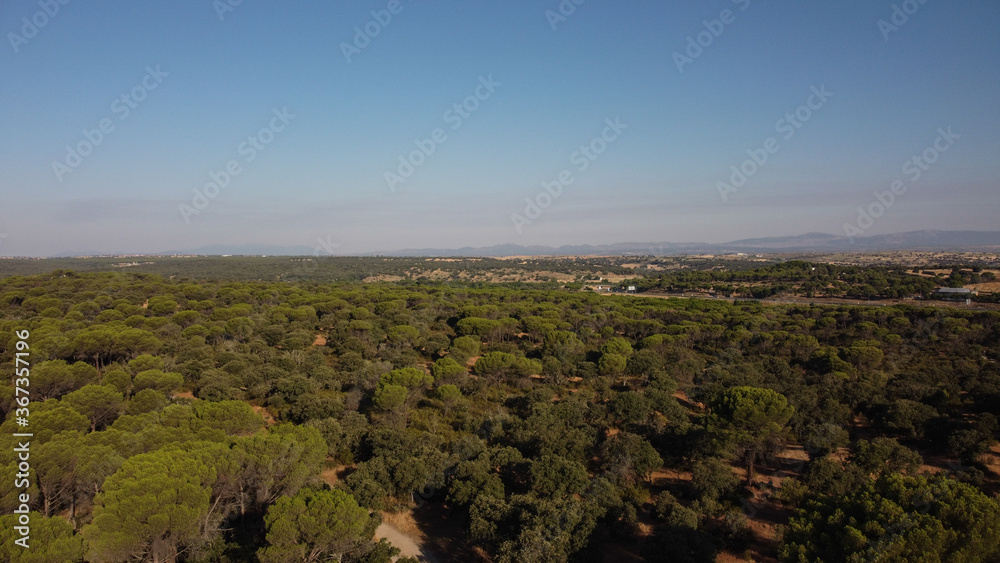 Fototapeta premium las drzewa natura krajobraz widok