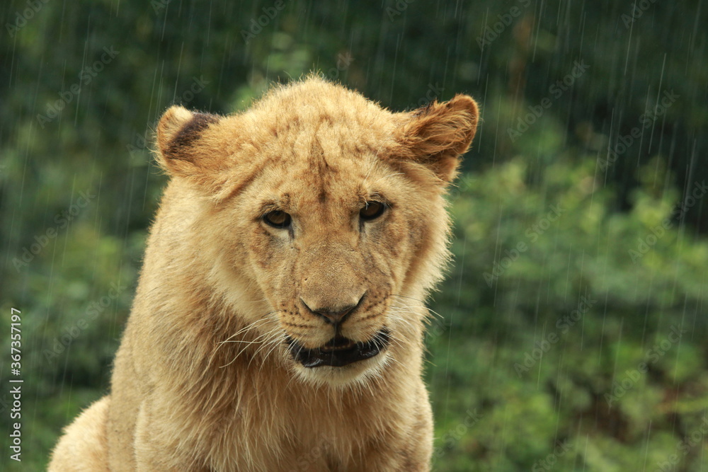 Jeune lion captif sous la pluie Jeune lion captif sous la pluie