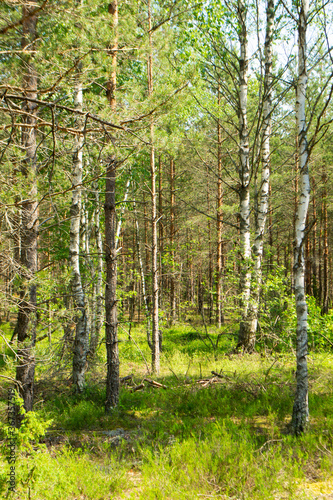 deep wild forest in Belarus, mixt trees