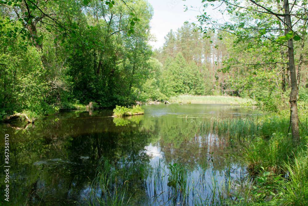 Scenic view of the forest lake in Belarus Scenic view of the forest lake in Belarus