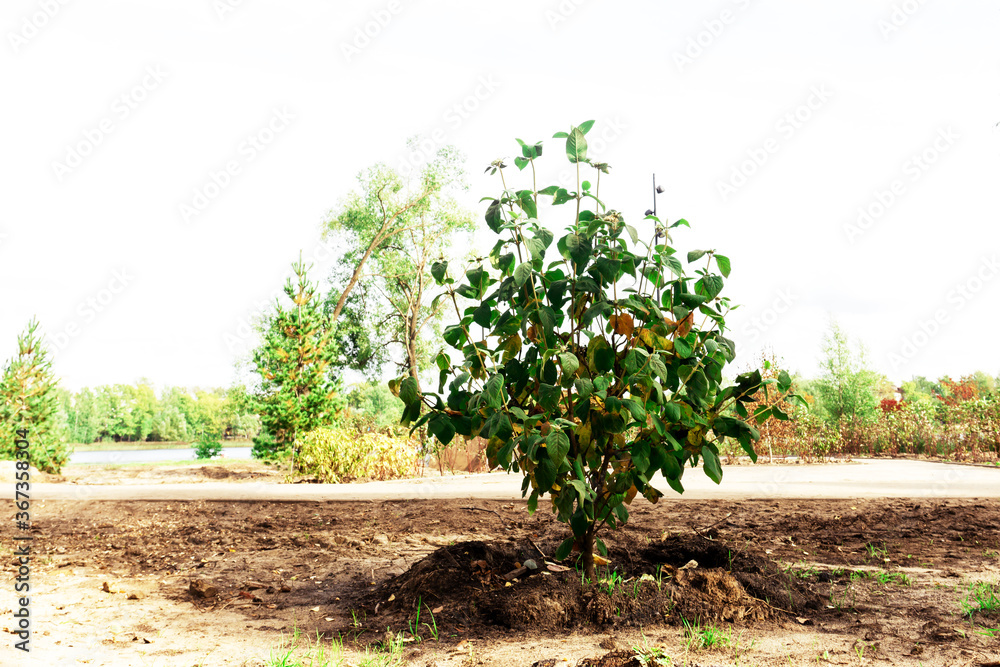 Young tree planted in a park of culture and rest. The concept of environmental consciousness of man. No people