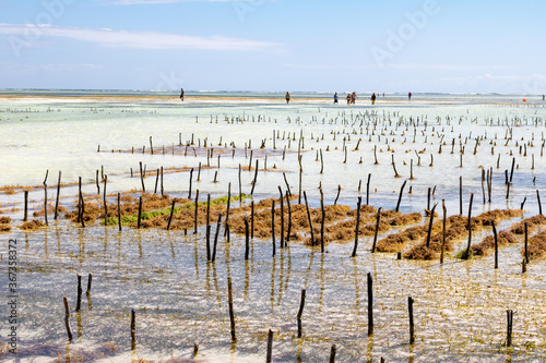Seaweed farm in , Zanzibar, Tanzania