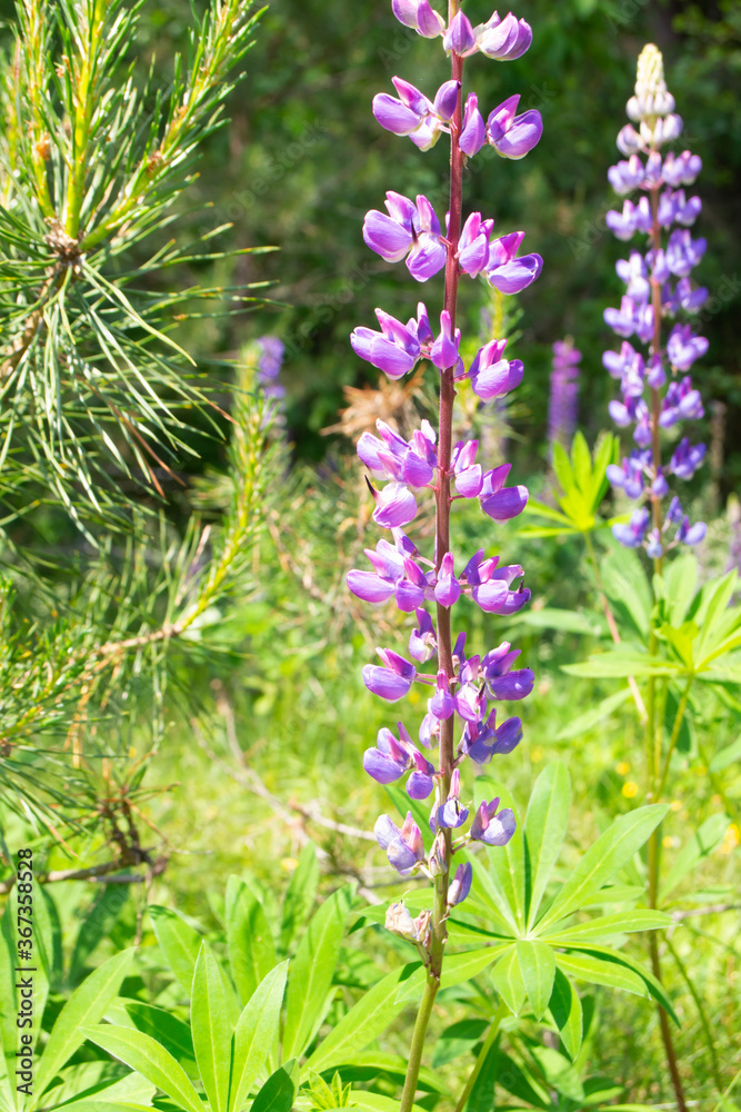 Blooming lupine flowers - Lupinus polyphyllus - wild forest of Belarus Blooming lupine flowers - Lupinus polyphyllus - wild forest of Belarus