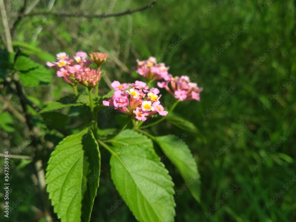 pink and white flowers