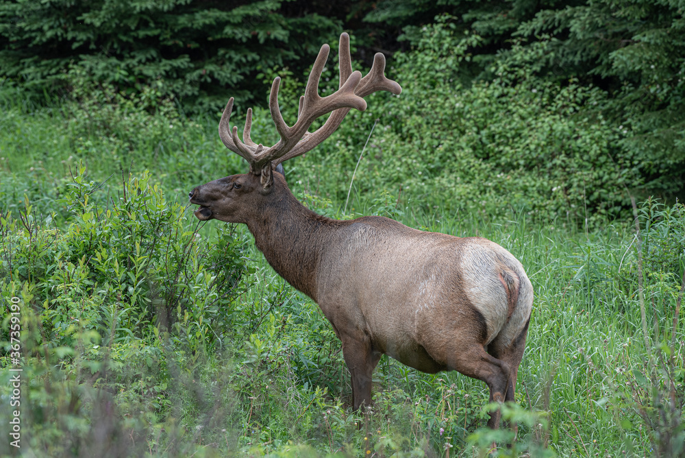 Deer with big antlers near Jasper British Columbia Deer with big antlers near Jasper British Columbia