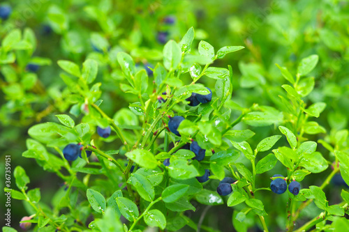Wild vaccinium myrtillus in nature after rain, shrub with edible fruit of blue color: bilberry, wimberry, whortleberry or European blueberry photo