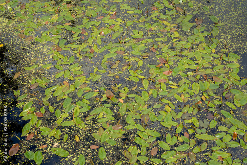 Incredibly rich ecosystems developing in natural ponds during the summer months under the leaves and water lilies in the Baltic states and scandinavia.