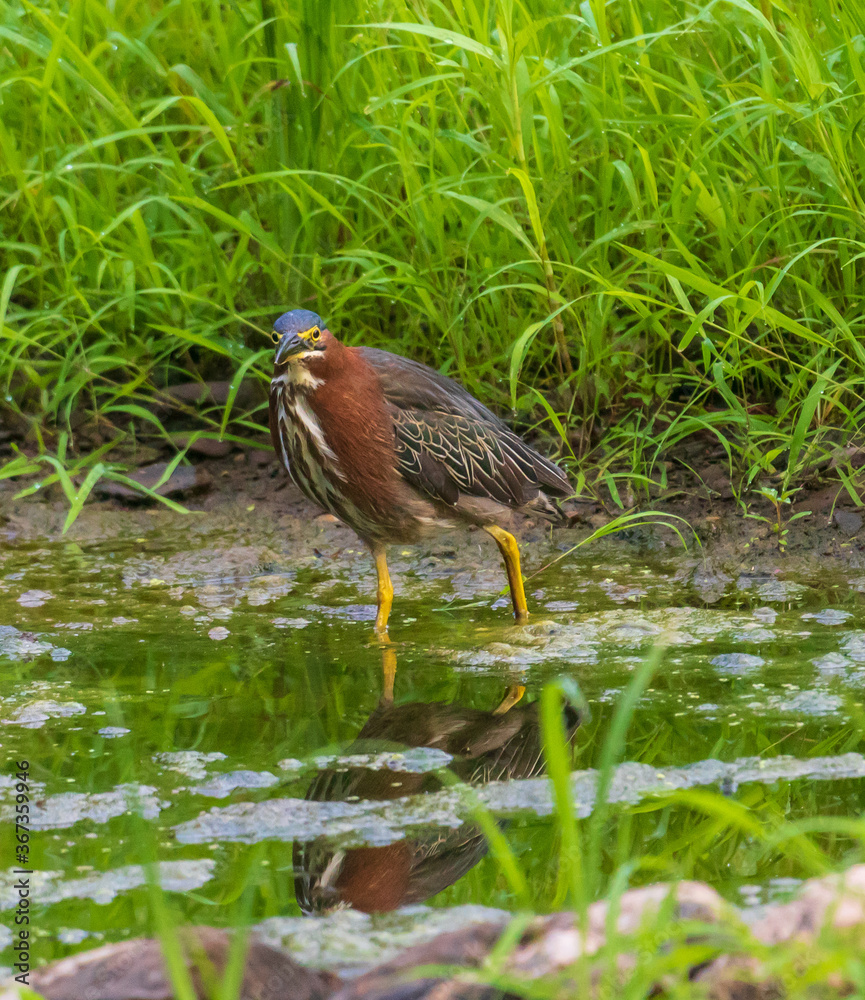 Green heron wades in shallow water
Green heron wades in shallow water