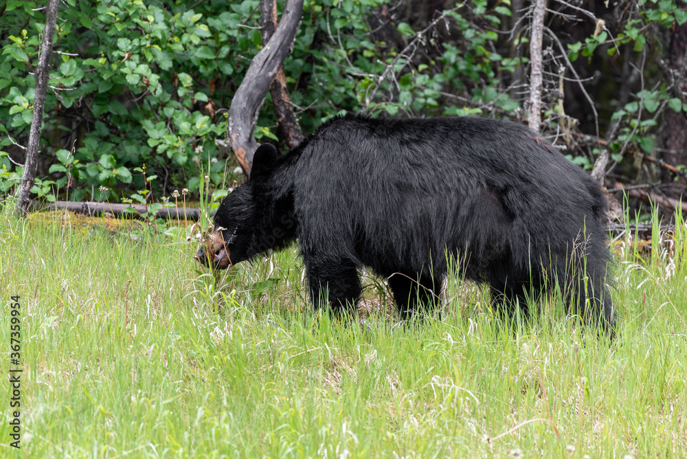 Black bear looking for food in Jasper National Park in Canada Black bear looking for food in Jasper National Park in Canada