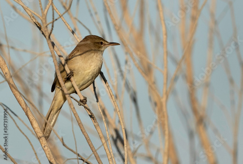 Clamorous reed warbler perched on a tree
