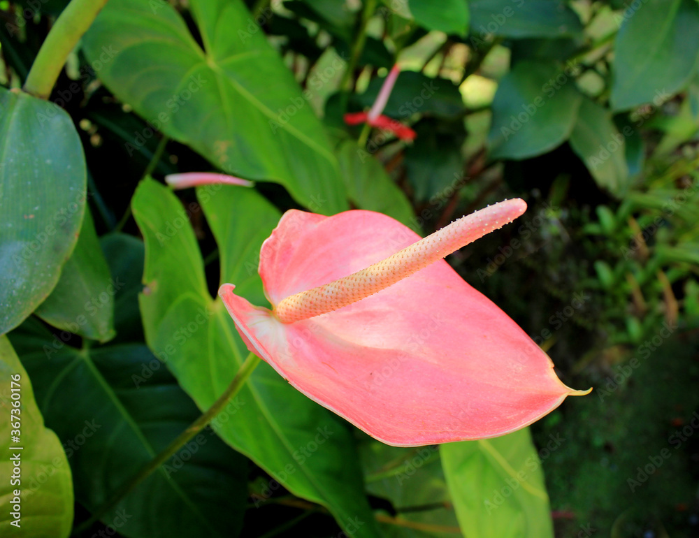 anthurium rose anthurium rose