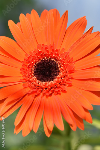 orange gerber daisy