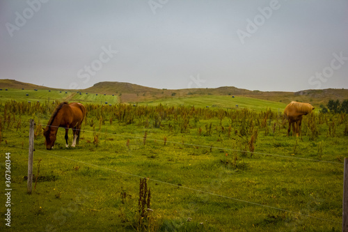 Grazing Icelandic Horse