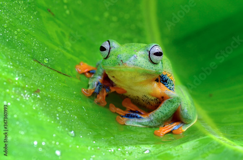 Green tree frog inside a banana leaf