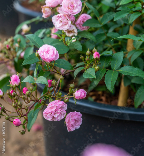 Amazing pink roses  -   bush with many small pinki roses -beauty of nature in Russia in sunset photo