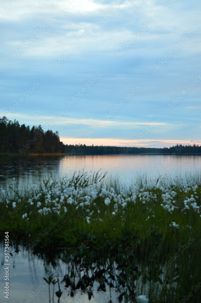 Finnish summer night. Lake, fading light and pastel colors. Cotton grass in the foreground. Serene and beautiful nature.