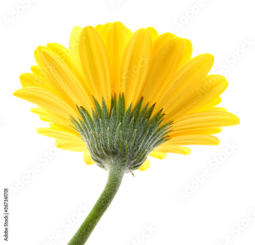 Close-up of yelow gerbera petals on white background