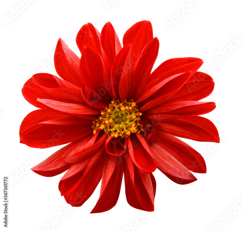 Red dahlia isolated on white background