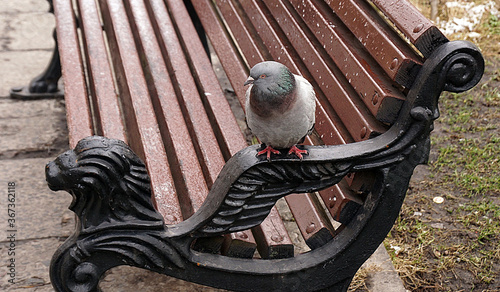 Dove sits on a bench in the rain, wet bench, city