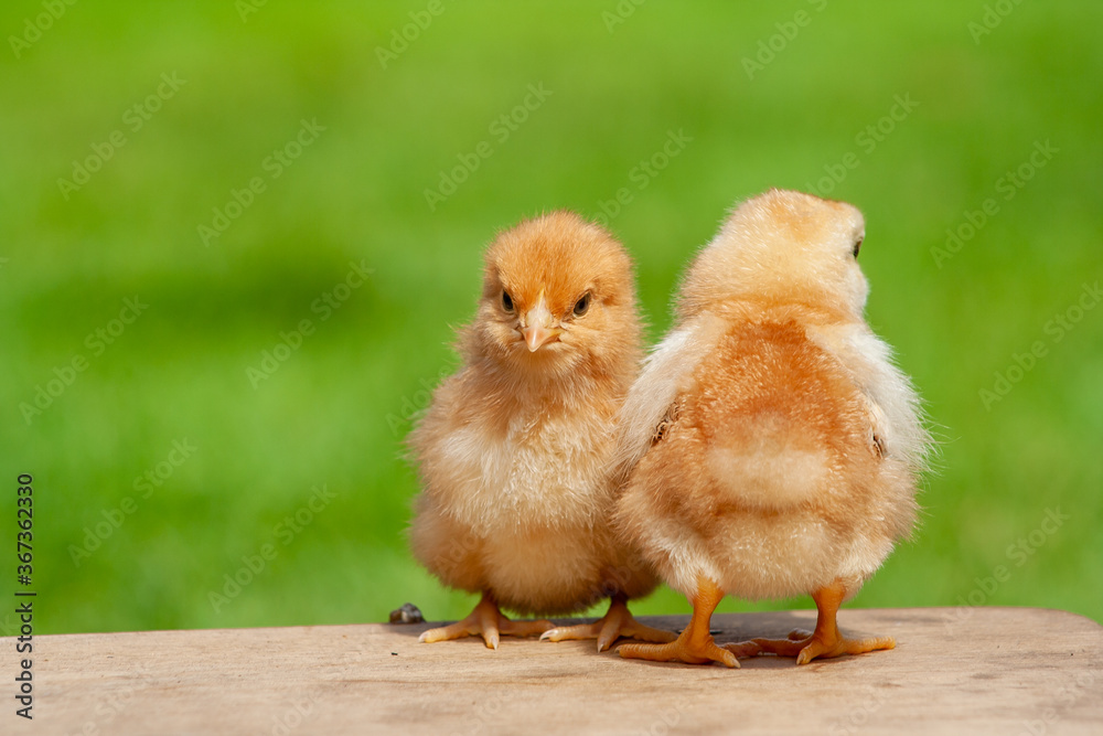 Newborn chicken family. Animal friendship.