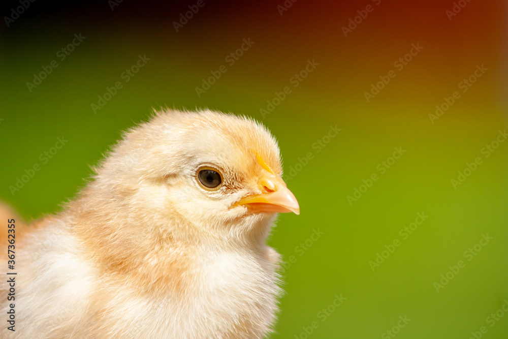 Closeup little newborn chicken on natural outdoor background Closeup little newborn chicken on natural outdoor background