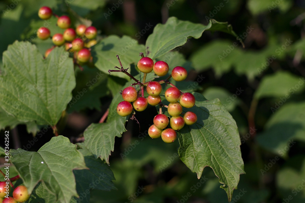 unripe reddish berries of viburnum on a branch unripe reddish berries of viburnum on a branch