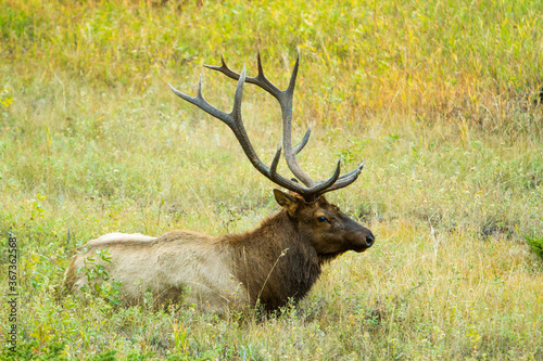 A bull elk resting in a meadow in Rocky Mountain National Park, Colorado