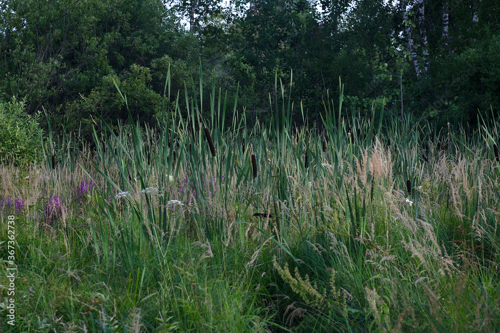 summer green vegetation in a swampy forest area summer green vegetation in a swampy forest area