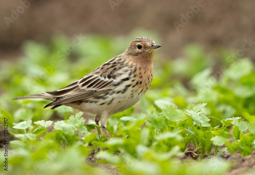 Red-throated pipit in a farm  Bahrain