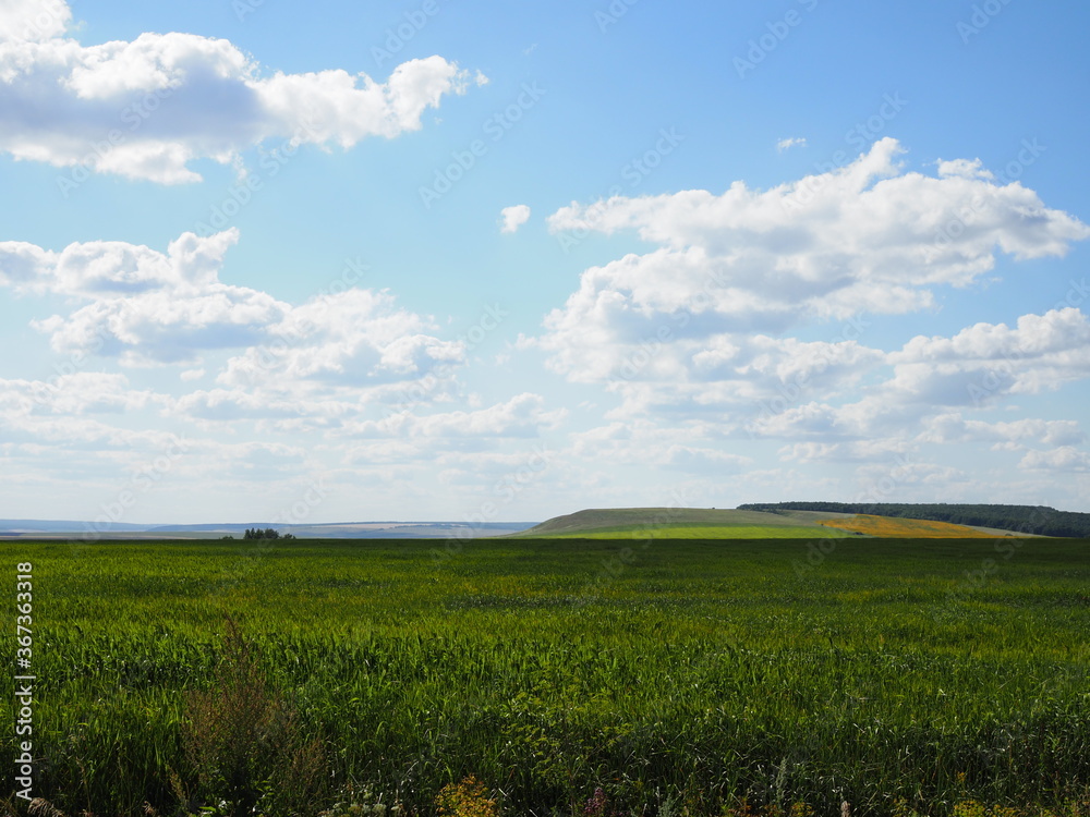 Wheat green field and beautiful countryside scener