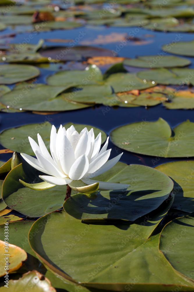 Peaceful water scenes and shorelines with reflections fog and lily pads Peaceful water scenes and shorelines with reflections fog and lily pads