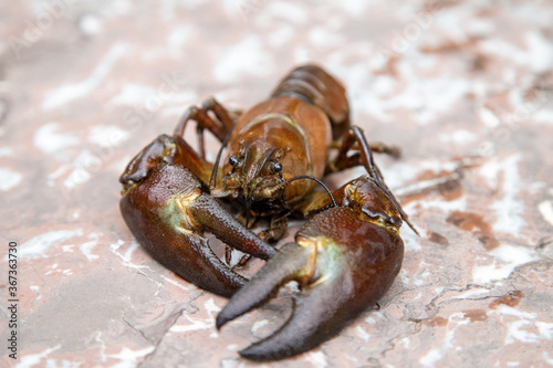 Close-up of signal crayfish