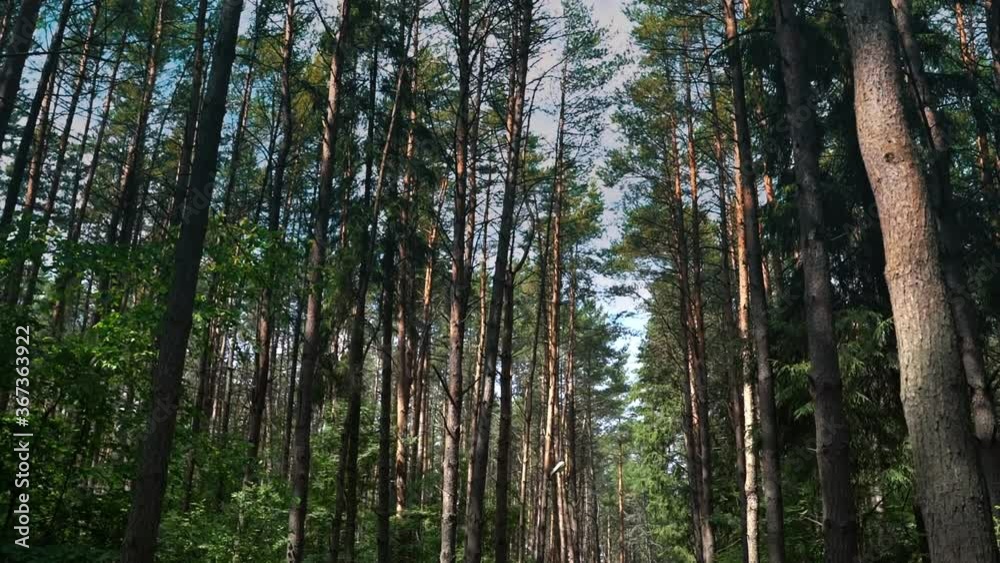 sunny forest after rain in which pine trees grow sunny forest after rain in which pine trees grow
