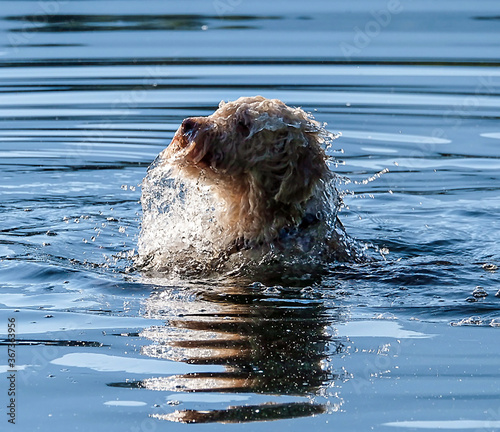 Lagotto Romagnolo diving up
