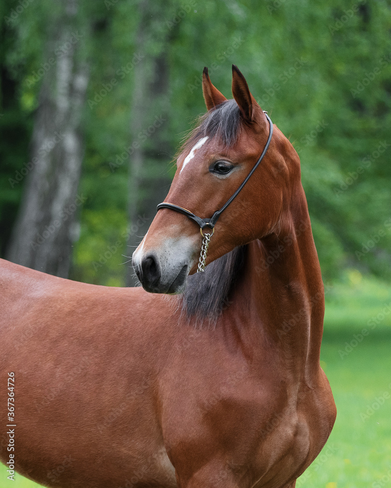 Portrait of a beautiful chestnut horse looks back on natural green summer background, head closeup Portrait of a beautiful chestnut horse looks back on natural green summer background, head closeup