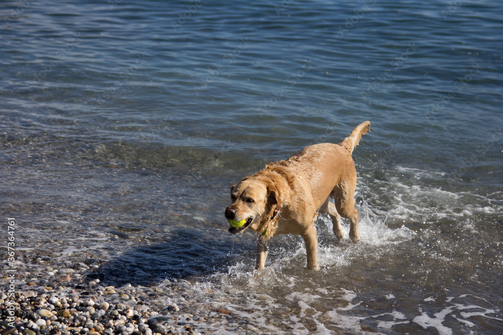 Dog on the beach runs with a ball in his mouth Dog on the beach runs with a ball in his mouth
